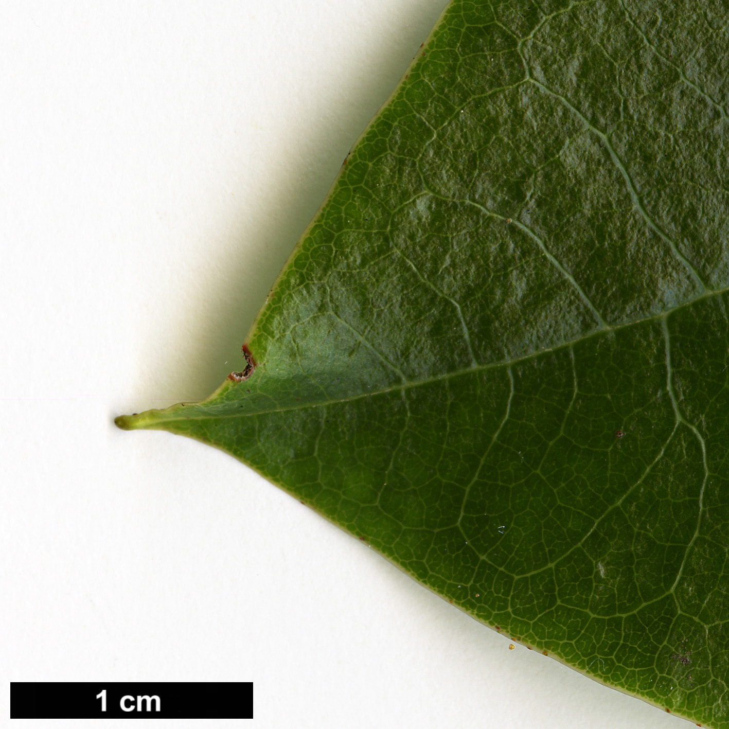 High resolution image: Family: Ericaceae - Genus: Rhododendron - Taxon: walongense